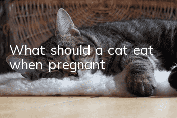 What should a cat eat when pregnant?