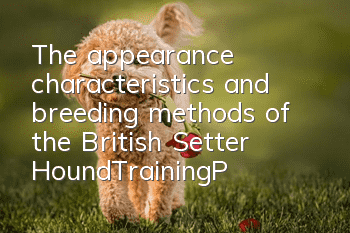 The appearance characteristics and breeding methods of the British Setter Hound_Training|Pictures