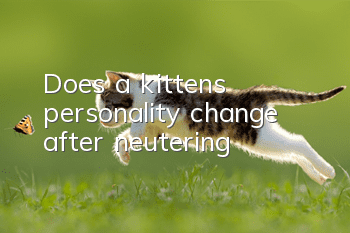 Does a kitten’s personality change after neutering?