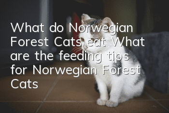 What do Norwegian Forest Cats eat? What are the feeding tips for Norwegian Forest Cats?