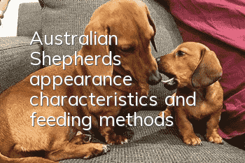 Australian Shepherd’s appearance characteristics and feeding methods