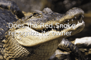 Does the Red Snake recognize its owner?