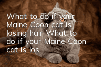 What to do if your Maine Coon cat is losing hair? What to do if your Maine Coon cat is losing hair?