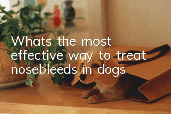 What’s the most effective way to treat nosebleeds in dogs?