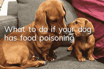 What to do if your dog has food poisoning?