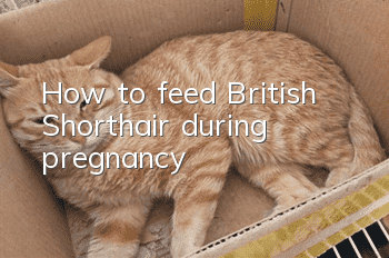 How to feed British Shorthair during pregnancy