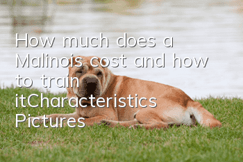 How much does a Malinois cost and how to train it_Characteristics | Pictures