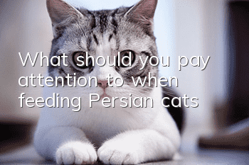 What should you pay attention to when feeding Persian cats?