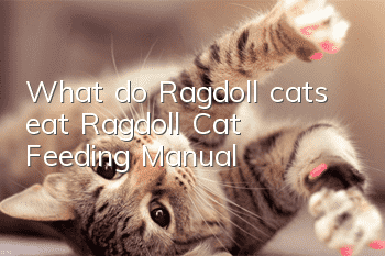 What do Ragdoll cats eat? Ragdoll Cat Feeding Manual