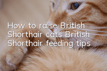 How to raise British Shorthair cats British Shorthair feeding tips