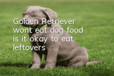 Golden Retriever won’t eat dog food, is it okay to eat leftovers?
