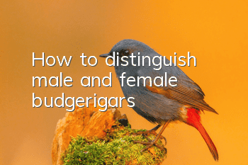 How to distinguish male and female budgerigars