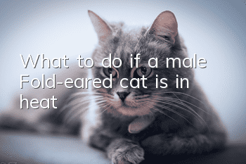 What to do if a male Fold-eared cat is in heat