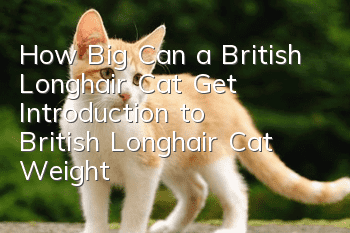 How Big Can a British Longhair Cat Get? Introduction to British Longhair Cat Weight