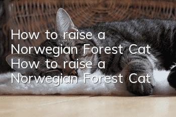 How to raise a Norwegian Forest Cat How to raise a Norwegian Forest Cat