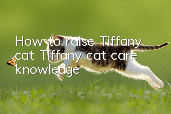 How to raise Tiffany cat Tiffany cat care knowledge