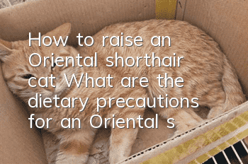 How to raise an Oriental shorthair cat? What are the dietary precautions for an Oriental shorthair cat?