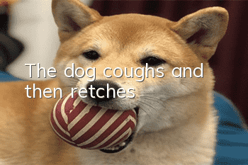 The dog coughs and then retches