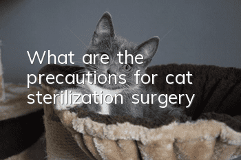 What are the precautions for cat sterilization surgery?
