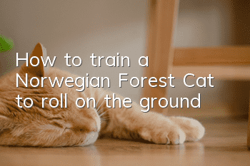 How to train a Norwegian Forest Cat to roll on the ground