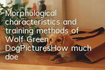 Morphological characteristics and training methods of Wolf Green Dog|Pictures|How much does one cost?