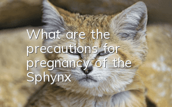 What are the precautions for pregnancy of the Sphynx?