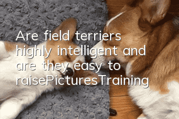 Are field terriers highly intelligent and are they easy to raise_Pictures|Training