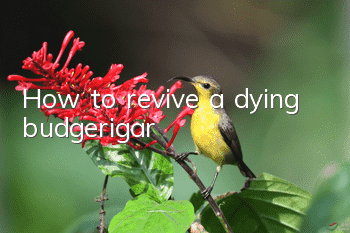 How to revive a dying budgerigar