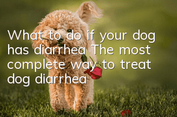 What to do if your dog has diarrhea? The most complete way to treat dog diarrhea