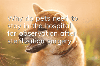 Why do pets need to stay in the hospital for observation after sterilization surgery?