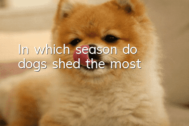 In which season do dogs shed the most?