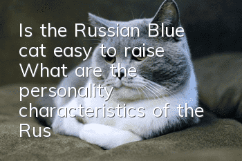 Is the Russian Blue cat easy to raise? What are the personality characteristics of the Russian Blue cat?