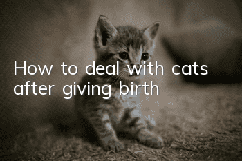 How to deal with cats after giving birth