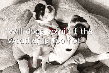 Will dogs vomit if the weather is too hot?