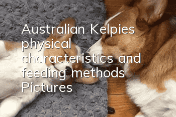 Australian Kelpie’s physical characteristics and feeding methods | Pictures
