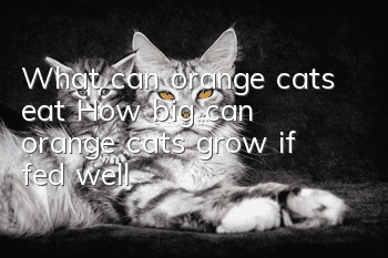 What can orange cats eat? How big can orange cats grow if fed well?