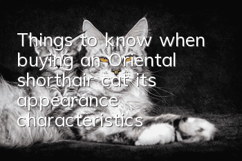 Things to know when buying an Oriental shorthair cat: its appearance characteristics