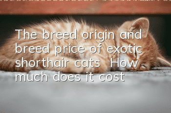 The breed origin and breed price of exotic shorthair cats | How much does it cost