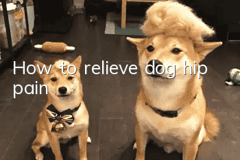 How to relieve dog hip pain