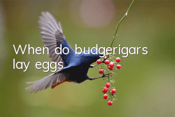 When do budgerigars lay eggs?