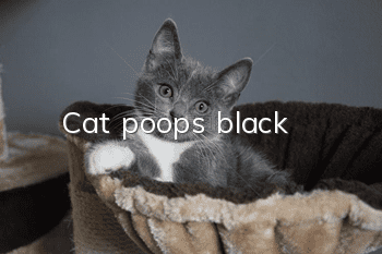 Cat poops black