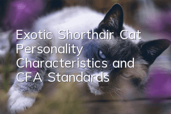 Exotic Shorthair Cat Personality Characteristics and CFA Standards