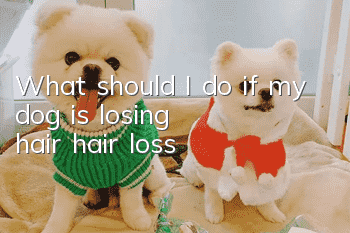 What should I do if my dog is losing hair (hair loss)?