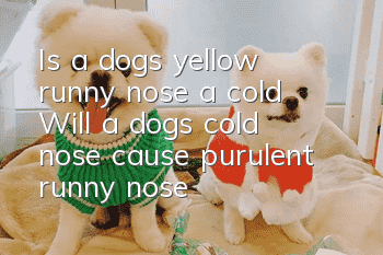 Is a dog's yellow runny nose a cold? Will a dog's cold nose cause purulent runny nose?