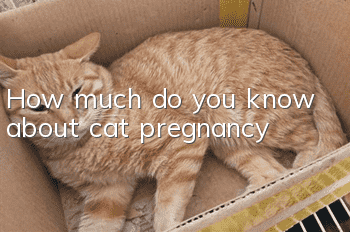 How much do you know about cat pregnancy?