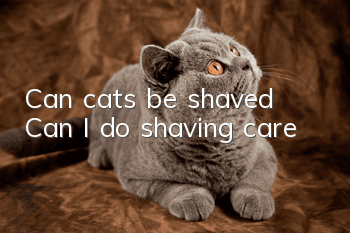 Can cats be shaved? Can I do shaving care?