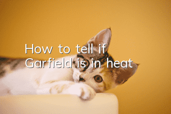 How to tell if Garfield is in heat