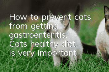 How to prevent cats from getting gastroenteritis. Cat’s healthy diet is very important
