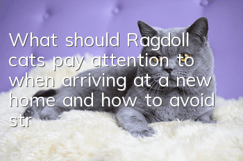 What should Ragdoll cats pay attention to when arriving at a new home and how to avoid stress reactions