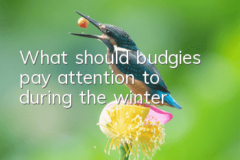 What should budgies pay attention to during the winter?